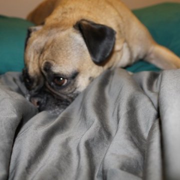 fawn dog laying down in bed
